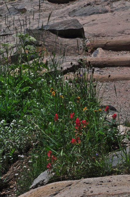 The Bear Lake Trail